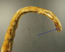 Canne de maquignon/ défense en nerf de boeuf Cane Blackjack Pizzle Art populaire