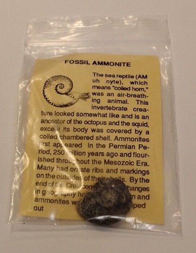 Fossil ammonite with - fossil,