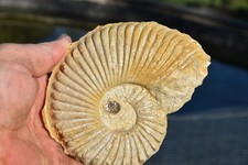 ammonite Oxytropidoceras (benavidesites) Autocarinatum albien de North Texas USA