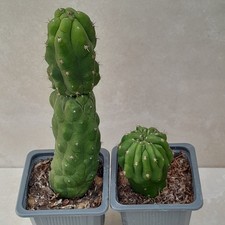 Monstrose Cereus × 2 Trich