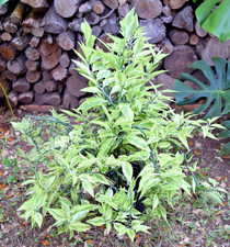 Devil's Backbone Euphorbia