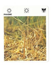 Fiche - Le livre de Paris - 1975 - Phasme