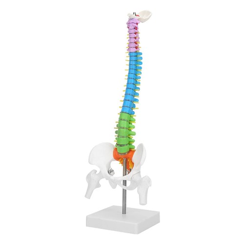 Colonne vertebrale cm - colonne, vertebrale,