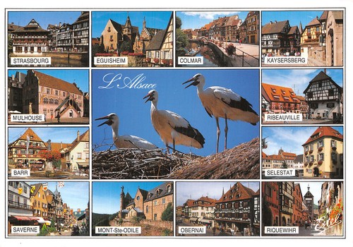 Alsace des cigognes - alsace, au