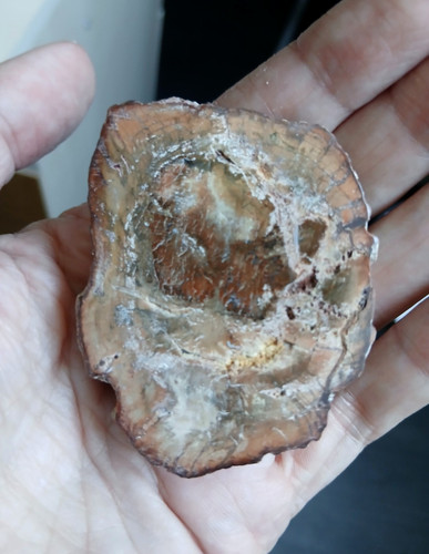 Tranche bois fossile - bois,