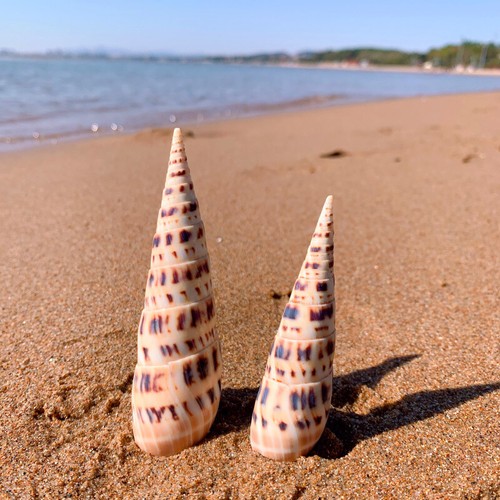 Coquillage conch shell naturel - conch,