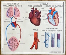 ? Ancienne affiche scolaire, Rossignol, 1950 - 5,6 Corps humain : sang / coeur