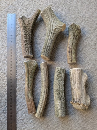 Morceaux bois cerf - bois,