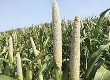Okashana Pearl Millet