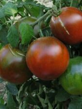 25 graines de tomate noire Russe , non traitée