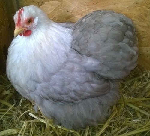 Oeufs fécondés pékin - oeufs,