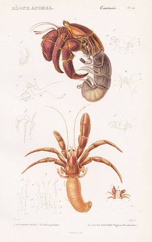 Crabes coenobita perlatus - coenobita,