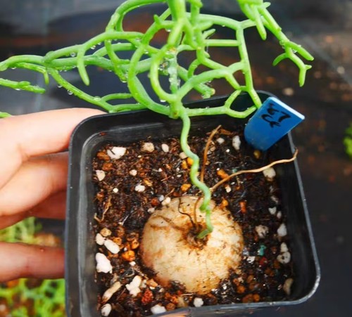 Sale rare cacti bowiea - rare,