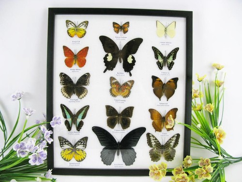 Papillons exotiques réel - exotiques,
