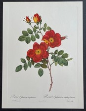 Botanique Rosier Églantier