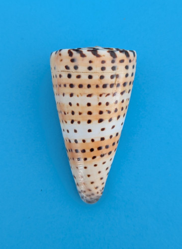 Conus litteratus - , (elisaconus)