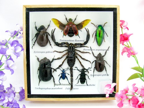 Insectes exotiques réel - exotiques,