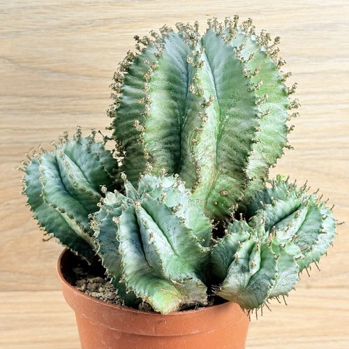 Euphorbia horrible flocon - euphorbia,