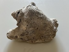 Coquillage Fossilisé