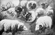 ÉTUDES de BÉLIERS (Rosa Bonheur) - Planche fin 19e siècle