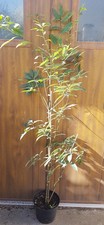 Quercus glauca / Chêne bleu