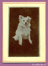 CDV ANIMAUX : CHIEN, DOG, CHIEN LOULOU CLAIR PHOTOGRAPHIÉ EN EXTÉRIEUR-H1