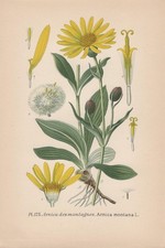 Arnica (Arnica Montana)