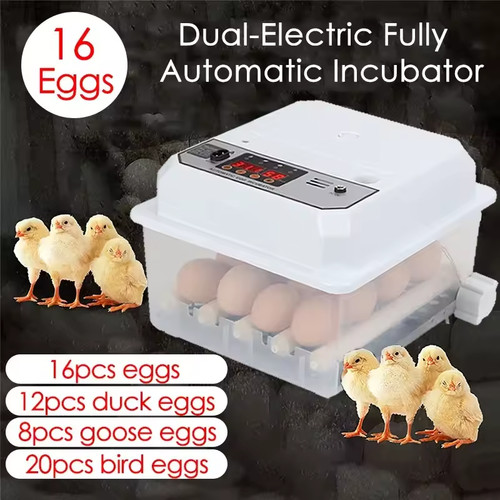 Eggs fully automatic egg - automatic,