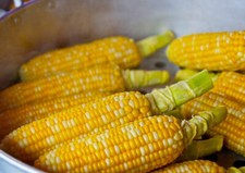 20 Grains de Maïs jaunes