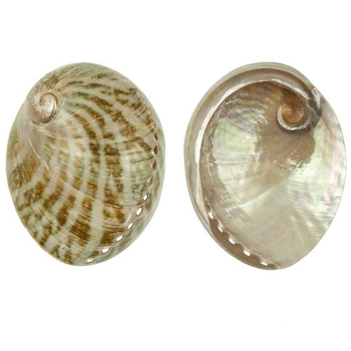 Coquillage haliotis laevigata