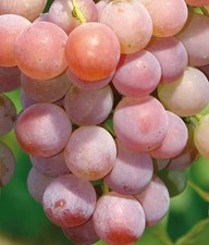 Plant de raisin V 68021 2L - Le buisson est caractérisé par une fertilité élevée