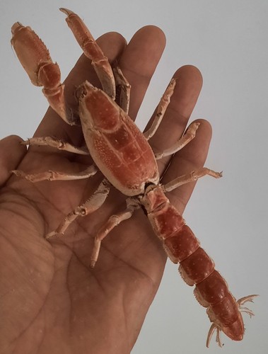 Curiosité taxidermie - curiosité,