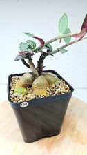 Euphorbia neorubella
