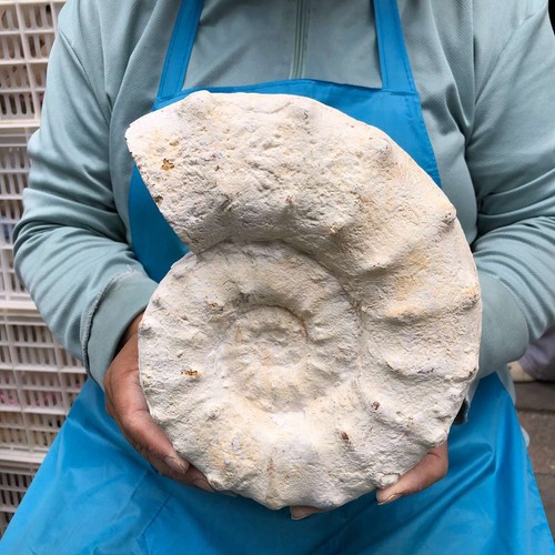 71lb natural ammonite fossil - natural,