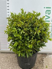 PLANTE LAURUS NOBILIS LAURIER