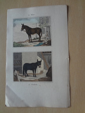Gravure animal : mulet & bardot