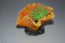 Aquarium Corail + Anémone