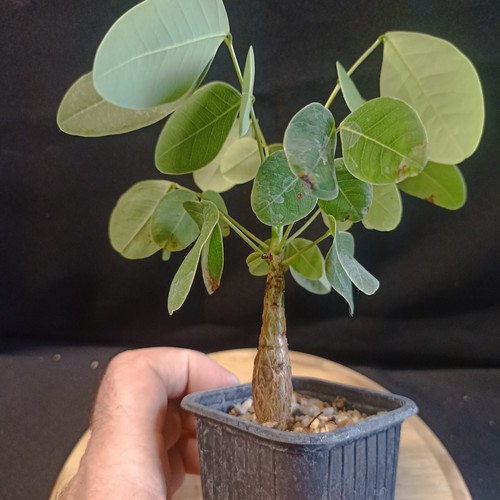 Senna nova caudex - sp,