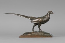 Faisan tête tournée à