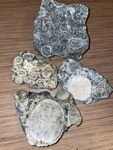 Rare diorite orbiculaire - rare,