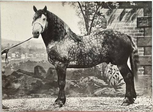 France cheval percheron primé - france,