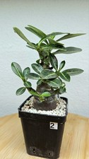 Adenium arabicum RED CAUDEX ("Kalamae f1 x MPD") --RARE PLANT--CAUDEX--SUCCULENT