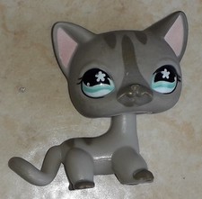 Petshop chat europeen 468