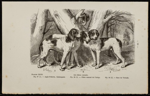1867 chien saintongeois - 1867,