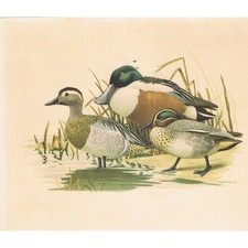 Sarcelle Souchet OISEAUX de FRANCE par BARRUEL Collect. HÉPIATOR N°24 vers 1960