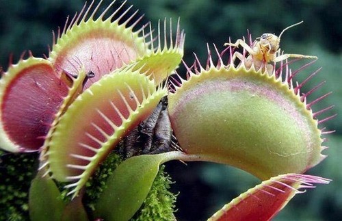 Dionaea muscipula giant - muscipula,