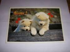 CP CARTE POSTALE MESSAGE BISOUS 2 CHIOTS - ECRITE en 1990