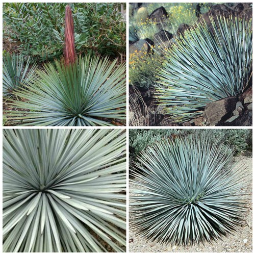 Graines yucca - 30,