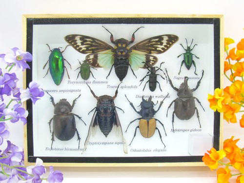 Insectes exotiques réel - 3d,