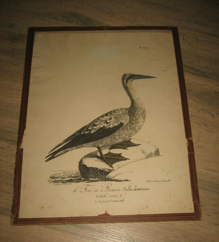 Ancienne lithographie polydore - lithographie,